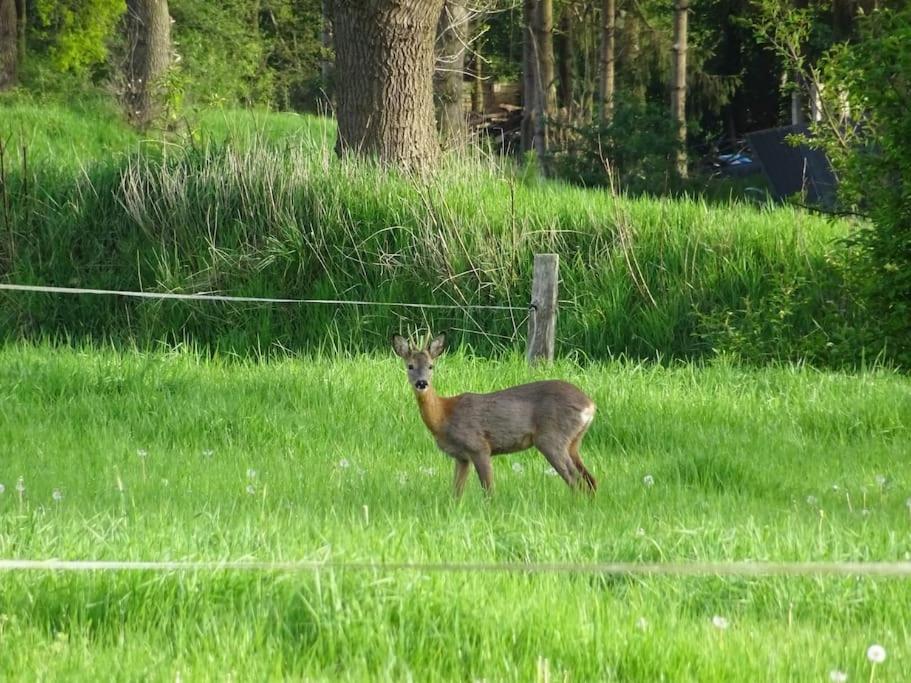 Charmante Ferienwohnung In Idyllischer Lage Jever Buitenkant foto